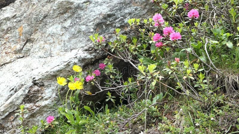 Alpenrosenblüte im Frühjahr Schlegeis-Tal in Tirol Österreich