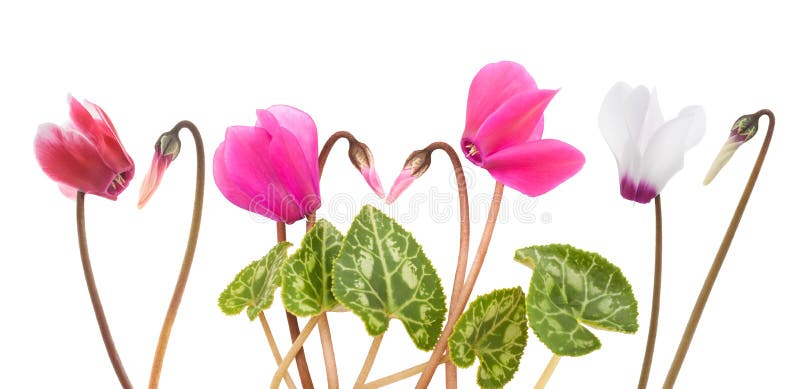 Alpenveilchenblumen und -knospen stockfoto Alpenveilchenblumen und -knospen stockfoto