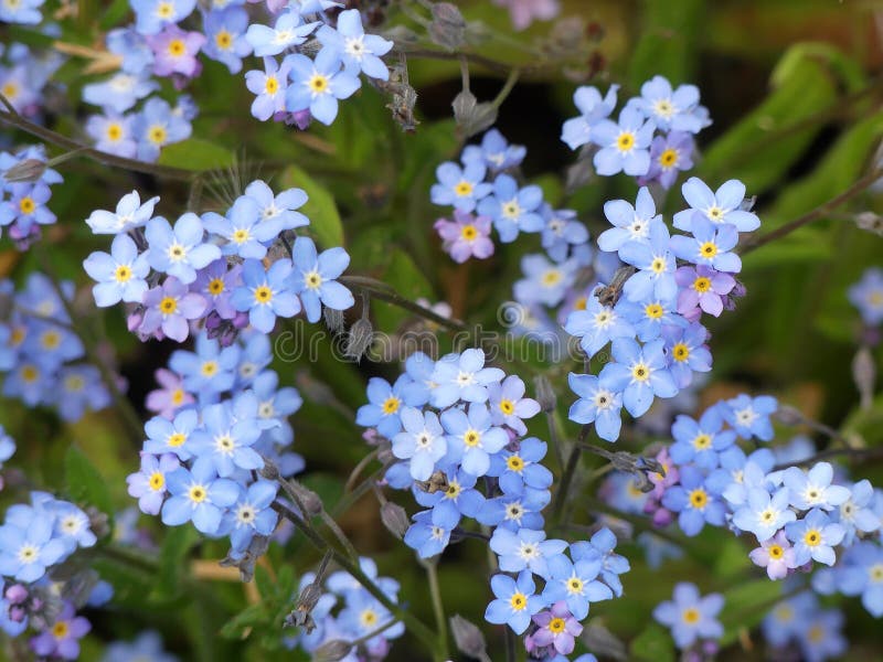 Alpestris de Myosotis ou fleurs alpines de myosotis photo libre de droits Alpestris de Myosotis ou fleurs alpines de myosotis photo libre de droits