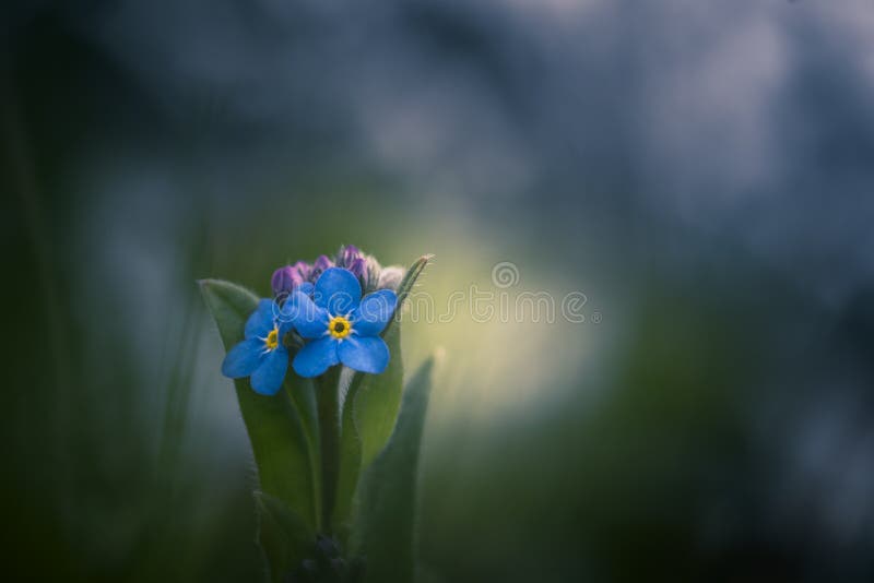 Alpestris do Myosotis fotos de stock royalty free Alpestris do Myosotis fotos de stock royalty free