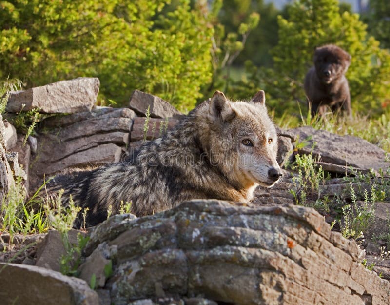 Alpha Female Wolf Pack