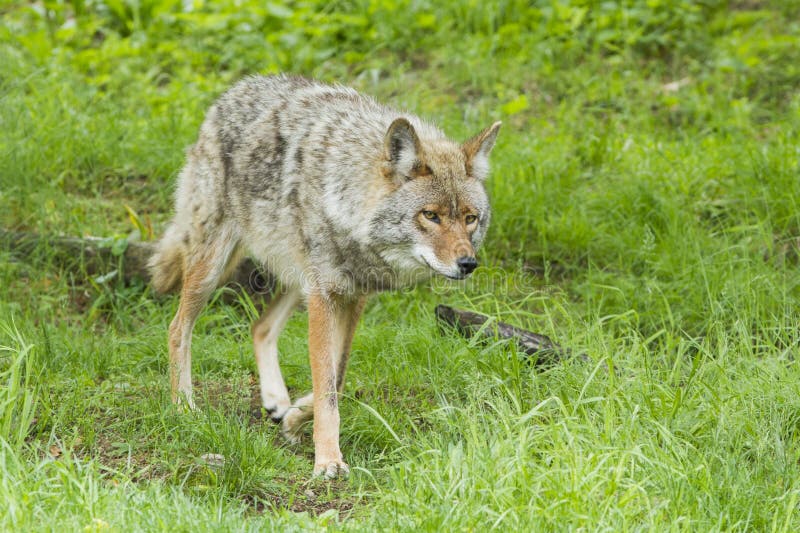 Alpha male Coyote stock photo. Image of perceptive, coyote 31420032