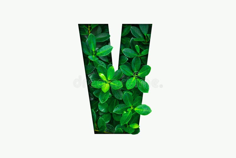 Alphabet de concept de nature des feuilles vertes dans la lettre V d'alphabet