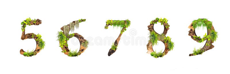 Alphabet wood and plants texture 5 6 7 8 9 isolated on white background.