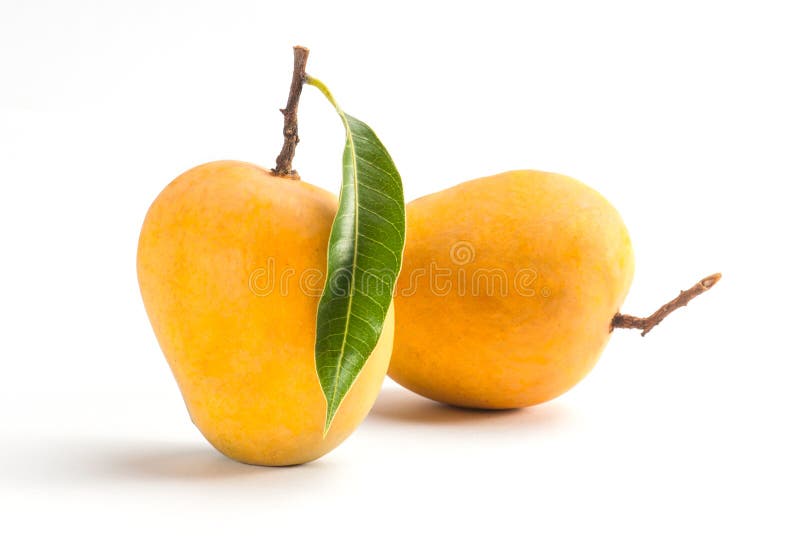 Alphonso μάγκο στοκ εικόνες Alphonso μάγκο στοκ εικόνες