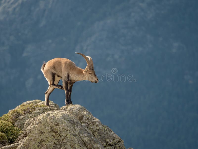Alpien steenbokmannetje die krassen op de bovenkant van de berg royalty-vrije stock foto Alpien steenbokmannetje die krassen op de bovenkant van de berg royalty-vrije stock foto