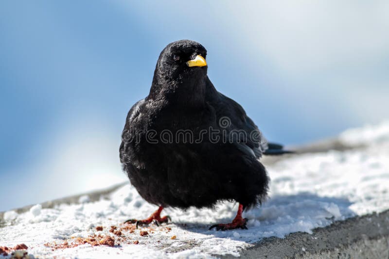 Alpiene chough royalty-vrije stock afbeeldingen Alpiene chough royalty-vrije stock afbeeldingen
