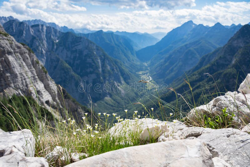 Alpina blommor som är höga upp i Julian Alps, ovanför den Trenta dalen som omges av branta berg fotografering för bildbyråer Alpina blommor som är höga upp i Julian Alps, ovanför den Trenta dalen som omges av branta berg fotografering för bildbyråer
