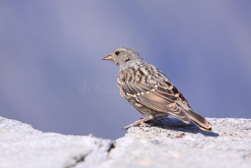 Alpine accentor