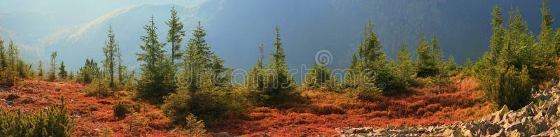 Alpine autumn in Gorgany