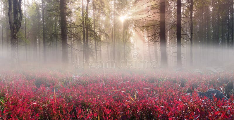 Alpine autumn in Gorgany