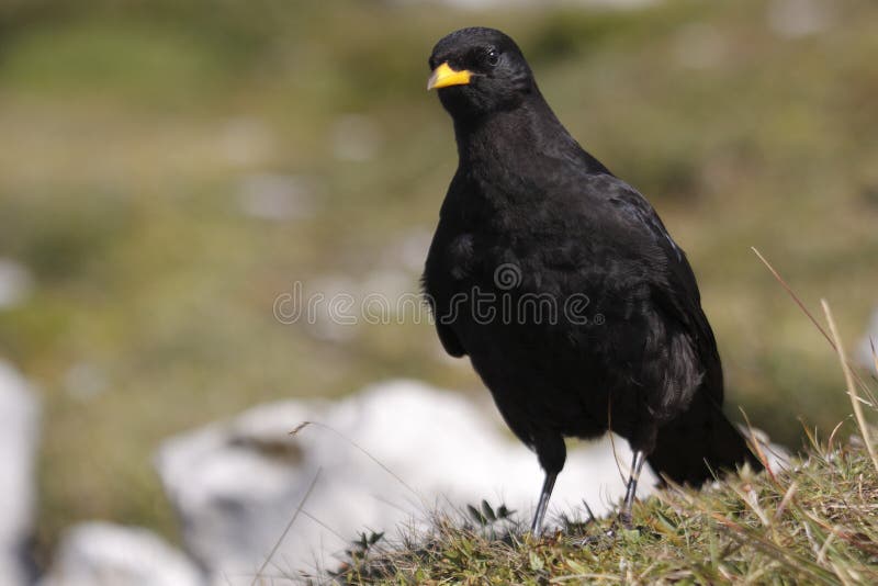 Alpine chough
