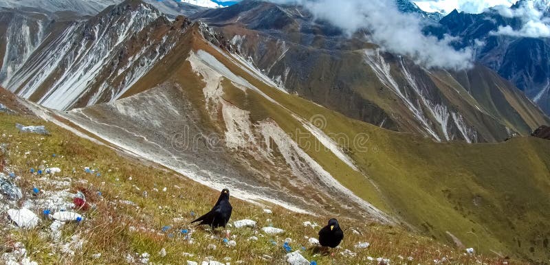 Montana alta razas en alto montanas través de del sur Europa norte sobre el, eso puede nido sobre el más alto altura sobre el nivel del mar cómo cualquier próximo pájaro.