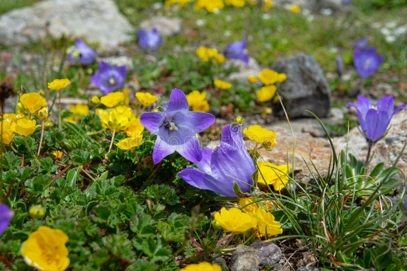 Alpine cinquefoil and Centaury in Caucasus