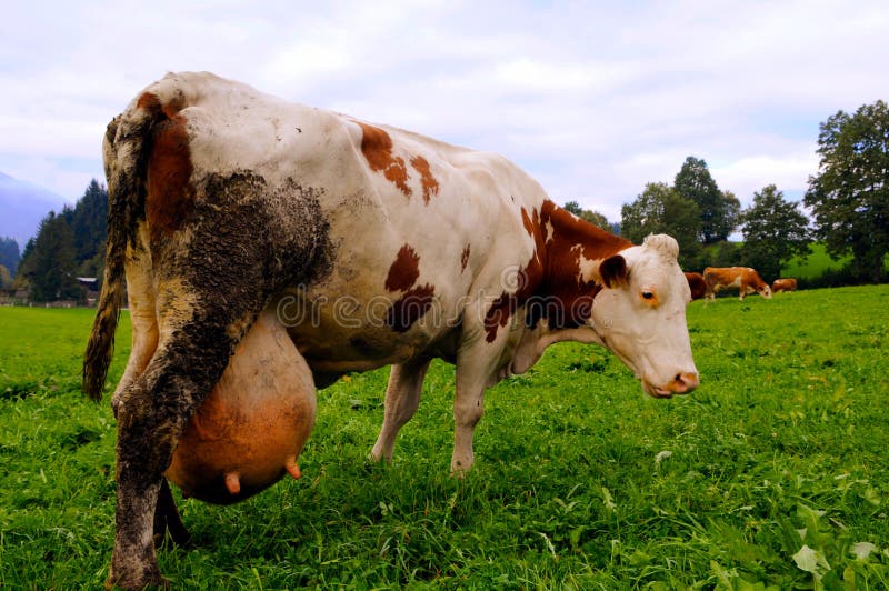 Alpine cow