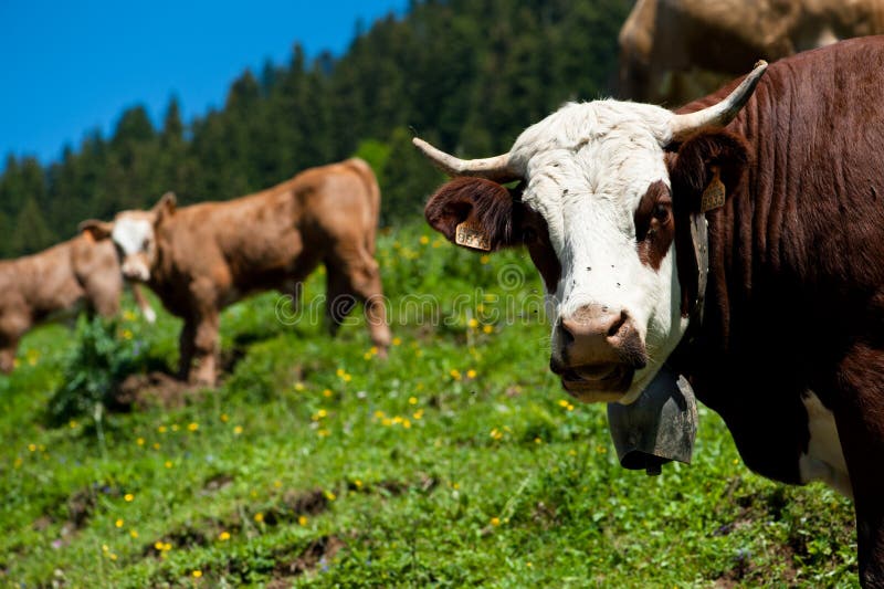 Alpine cow close-up