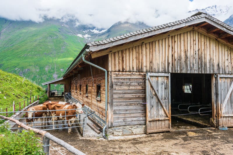 Alpine cows standing next to a wooden barn in the Austrian Alps. In the background a stone road and green grassy alpine meadow, stock images Alpine cows standing next to a wooden barn in the Austrian Alps. In the background a stone road and green grassy alpine meadow, stock images