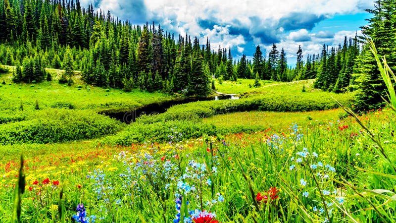 The Alpine fields and meadows surrounding Sun Peaks in British Columbia, Canada