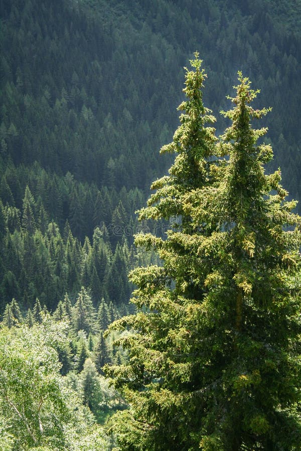 Alpine fir trees with dense forest