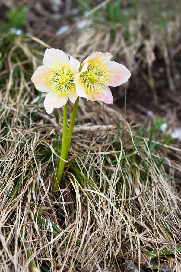 Alpine flower stock photo. Image of spring, peter, resort 16473460