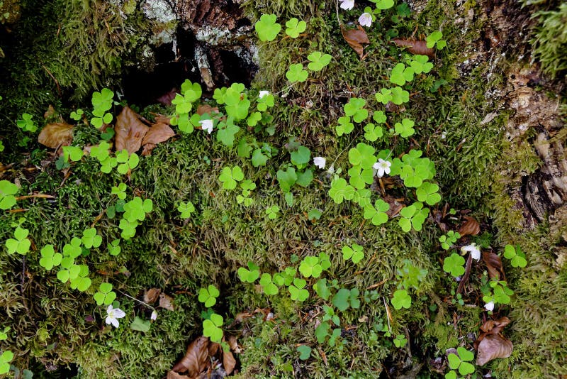 Alpine forest floor topview