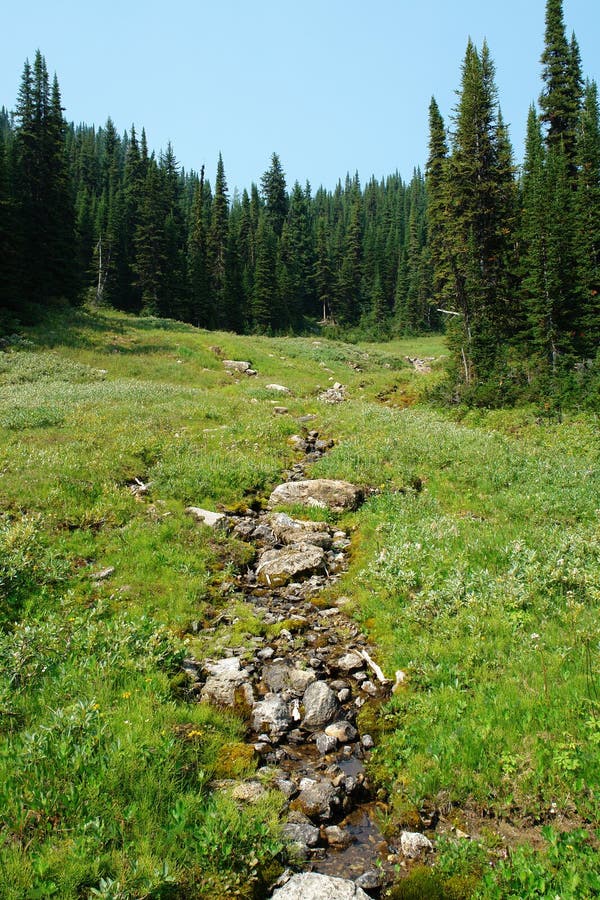 Alpine forest and meadow