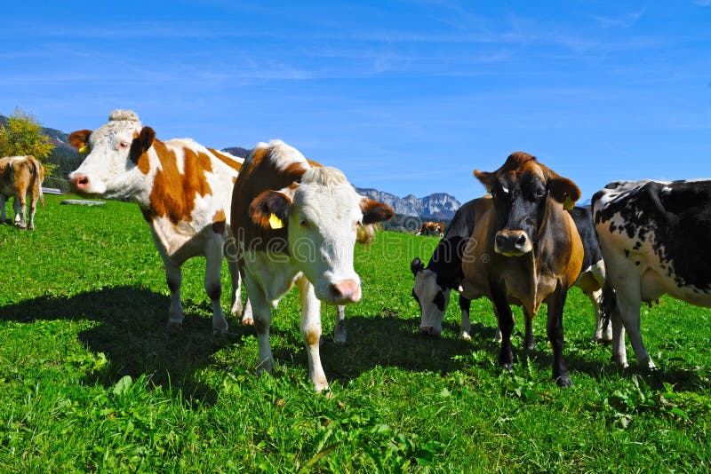 Alpine herd of cows