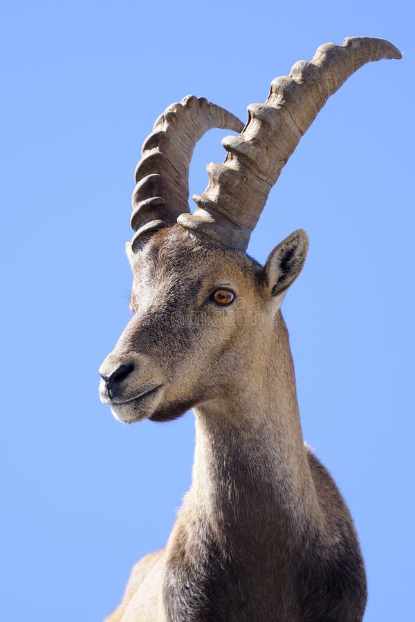 Alpine ibex stock image Alpine ibex stock image