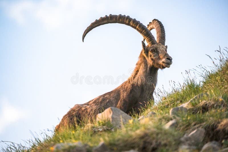 Alpine ibex