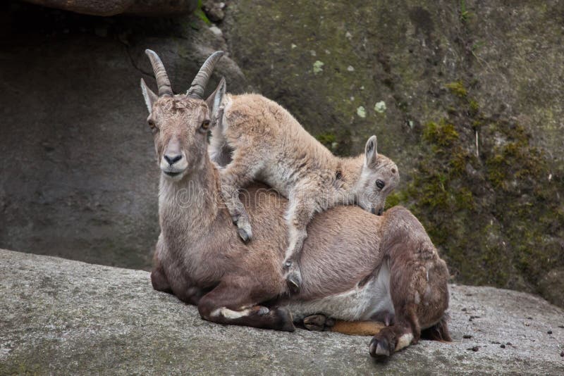 Alpine ibex Capra ibex ibex.