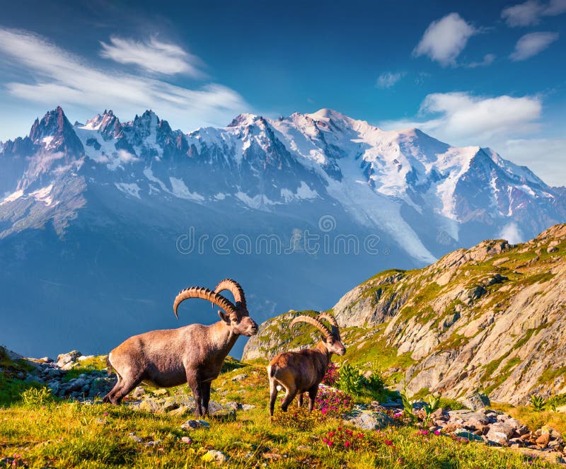 Alpine Ibex Capra Ibex on the Mont Blanc Monte Bianco backgr