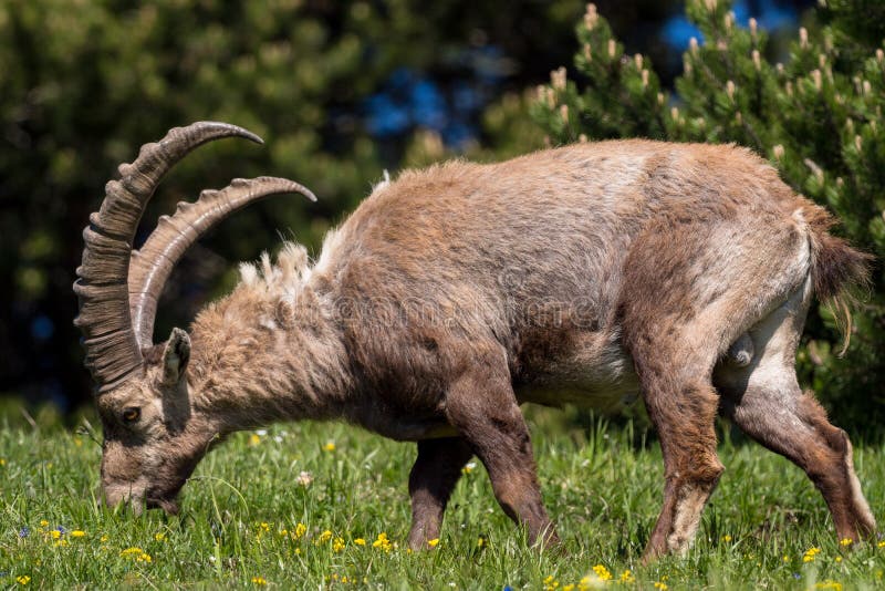 Alpine Ibex Eating Yellow Flowers European Troll In The Vercors ...