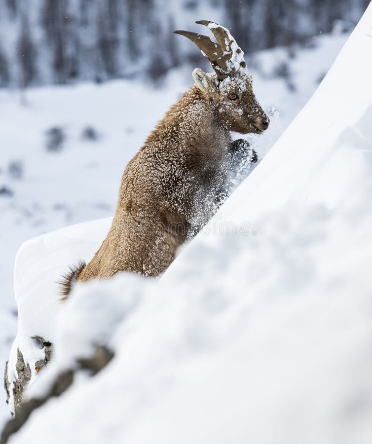 An Alpine Ibex in the French Alps , France Stock Image - Image of ...