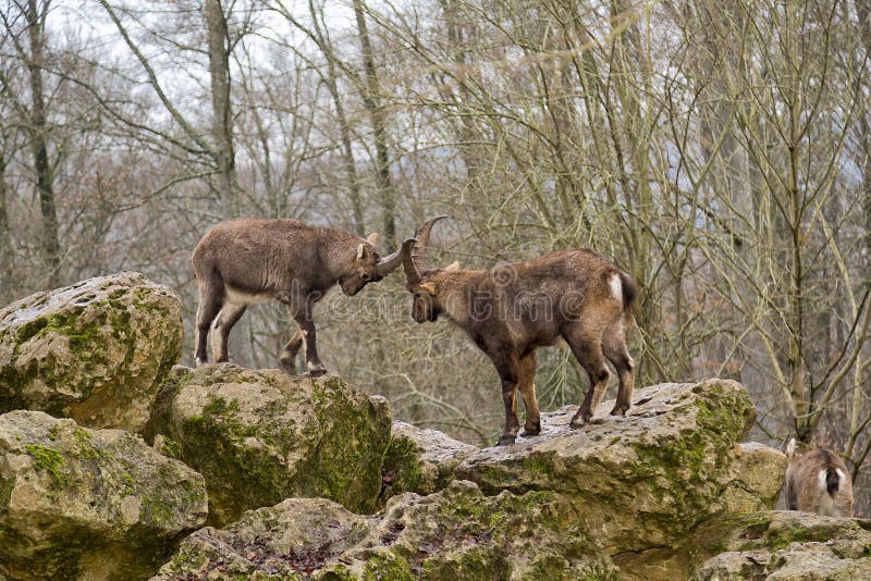Alpine Ibex royalty free stock photography Alpine Ibex royalty free stock photography