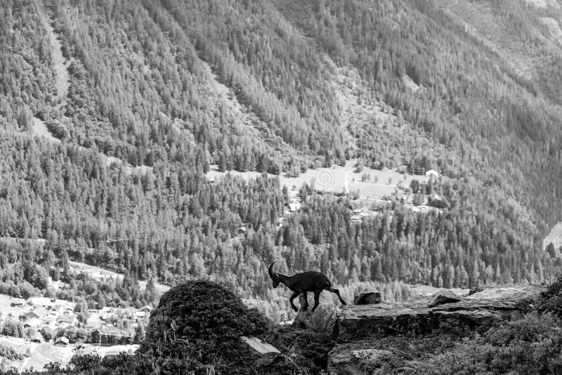 Alpine Ibex Portrait in High Mountains, Wild Goat in Natural Life Stock ...