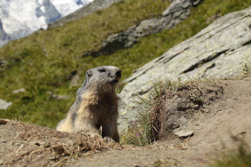 Alpine marmot