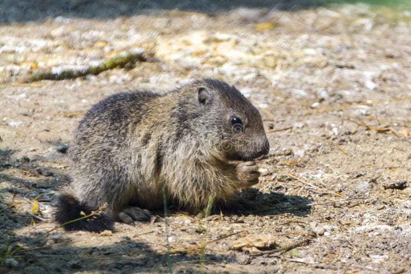 Alpine Marmot Baby is Eating on the Ground Stock Photo - Image of rodent,  europe: 213824198