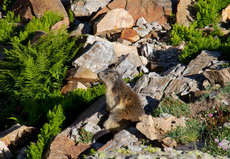Alpine marmot stock photography Alpine marmot stock photography