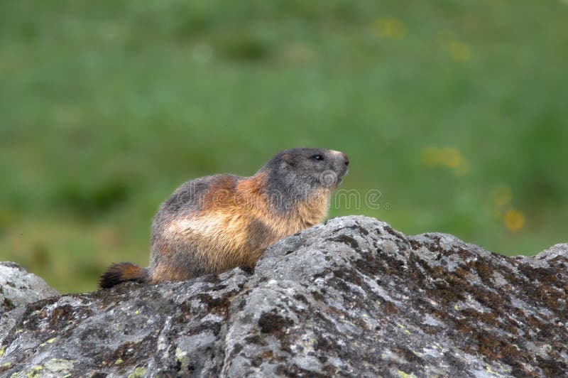 Svišť alpský, Marmota marmota, Vysoké Tatry, Slovensko