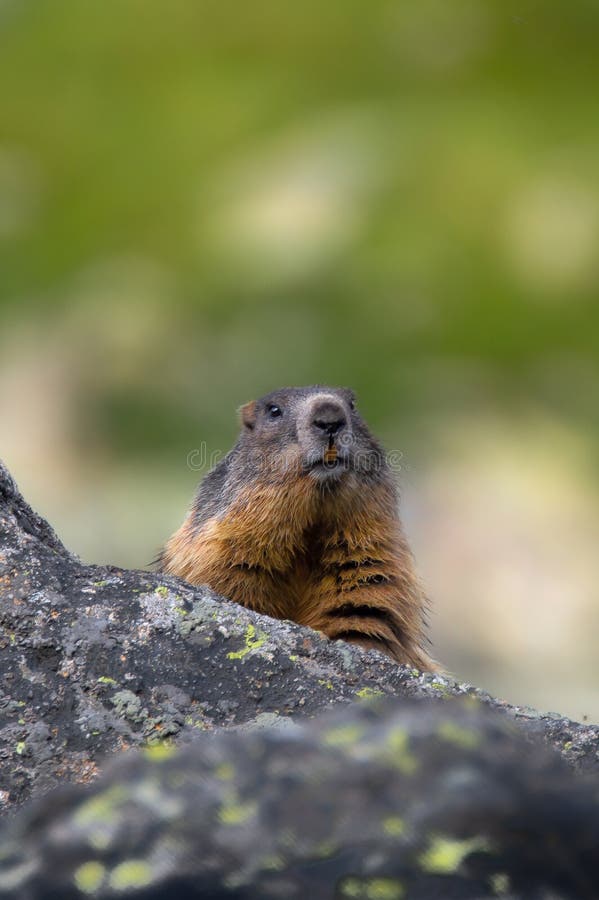 Svišť alpský, Marmota marmota, Vysoké Tatry, Slovensko