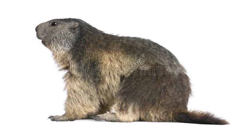 Alpine Marmot - Marmota marmota (4 years old) stock photo Alpine Marmot - Marmota marmota (4 years old) stock photo