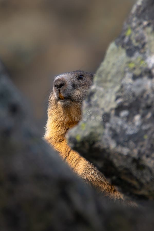 Svišť alpský, Marmota marmota, Vysoké Tatry, Slovensko