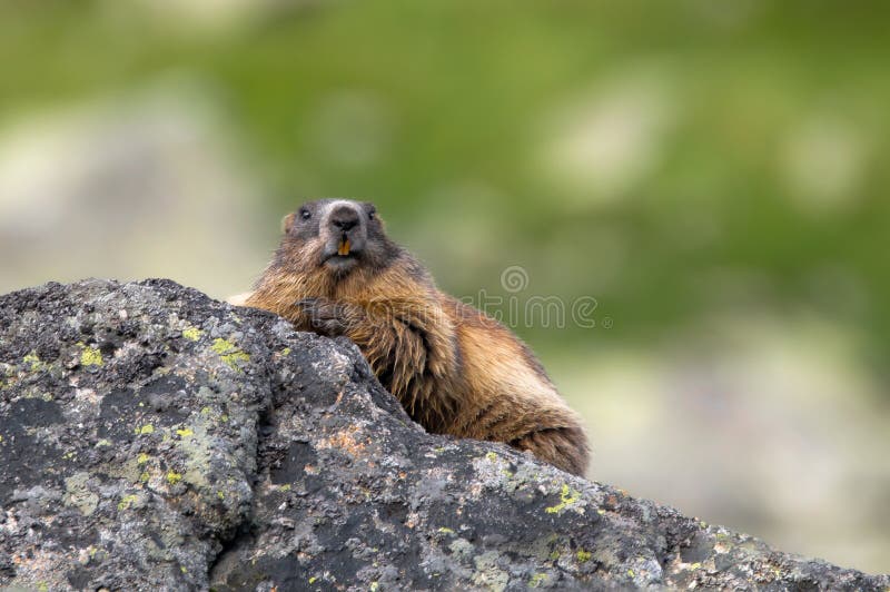 Svišť alpský, Marmota marmota, Vysoké Tatry, Slovensko