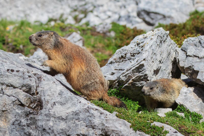 Alpine Marmot Marmota Marmota on Rock Stock Image - Image of reserve,  outdoor: 170867745