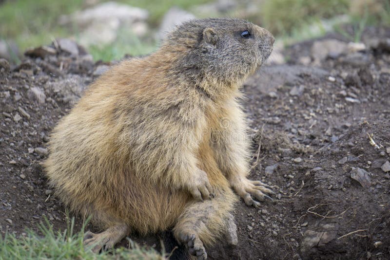 Alpine Marmot in the Natural Environment. Dolomites. Stock Image ...