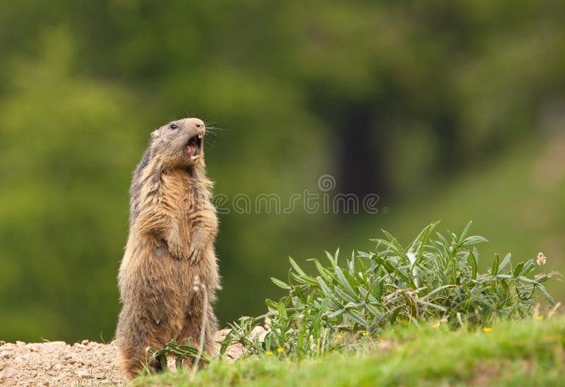 An Alpine Marmot raising the alarm