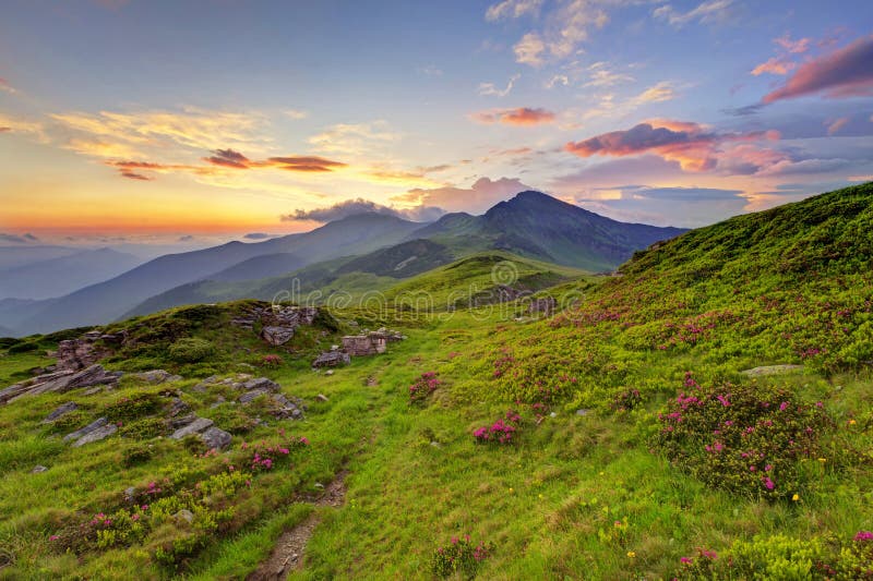 Alpine meadow in beautiful Rodna mountains in Romania