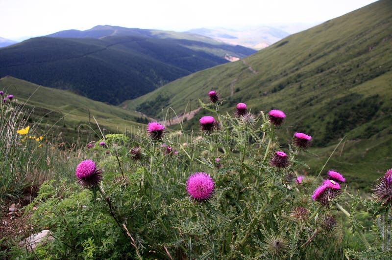 Alpine meadow with pine forest