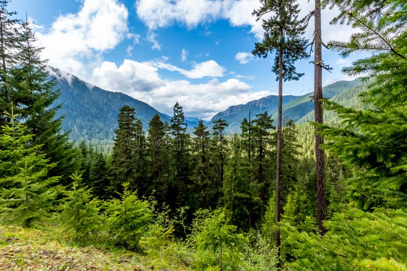Alpine Meadow View of Mountain Valley Near Mount Rainier, Washington. stock image Alpine Meadow View of Mountain Valley Near Mount Rainier, Washington. stock image