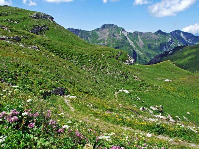 Alpine Pastures and Meadows in the Saminatal and Naaftal Alpine Valleys ...